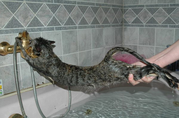 Cat Avoiding Bath